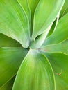 Close-up photo of foxtail agave ornamental plant