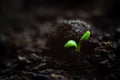 Close-up photo of fragile tiny microgreen seedling growing in organic soil, very first leaves of plant. Vitality concept