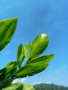 Close up photo of fresh green acacia tree leaves against the background of blue sky. Royalty Free Stock Photo