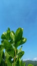 Close up photo of fresh green acacia tree leaves against the background of blue sky. Royalty Free Stock Photo