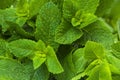 Close-up photo of fresh mint leaves