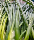 Close-up photo fresh spring onion