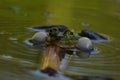 A close-up photo of a frog (Pelophylax ridibundus) floating in the water of a swamp while it croaks