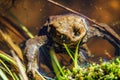 Close up photo of frog in pond Royalty Free Stock Photo