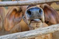 Close-up photo of the front part of a cow.