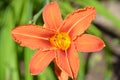 Close up photo of front side of stunning orange lily with yellow center