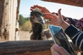 Close up photo of a funny and cute ostrich