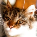 Close up photo of funny fur brown kitten.