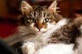 Close up photo of funny fur brown kitten.