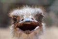 Close up photo of funny ostrich head Royalty Free Stock Photo