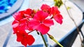 Close up photo of geranium flower.