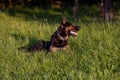 Close up photo of a germen shepherd dog lying in grass during a summer walk.