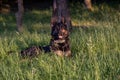 Close up photo of a germen shepherd dog lying in grass during a summer walk.