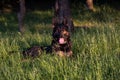 Close up photo of a germen shepherd dog lying in grass during a summer walk.