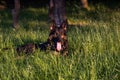 Close up photo of a germen shepherd dog lying in grass during a summer walk.