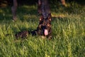 Close up photo of a germen shepherd dog lying in grass during a summer walk.