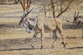 Close up photo of Giant eland, also known as the Lord Derby eland in the Bandia Reserve, Senegal. It is wildilfe photo of animal Royalty Free Stock Photo