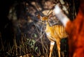 Close up photo of Giant eland baby, also known as the Lord Derby eland in the Bandia Reserve, Senegal. It is wildilfe photo of Royalty Free Stock Photo