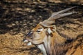 Close up photo of Giant eland, known as the Lord Derby eland in the Bandia Reserve, Senegal. It is wildilfe photo of animal in Royalty Free Stock Photo