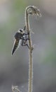 A giant robberfly on a dead weeds stem