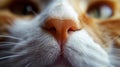 Close-up of a Ginger Cats Soft Nose, White Whiskers, Pink Nose, and Green Eyes Royalty Free Stock Photo