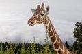 A close up photo of a giraffe`s neck and head with trees and clouds in the background Royalty Free Stock Photo