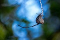 Close up photo of a Glassy Tiger butterfly on twig with blurred blue background