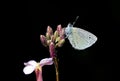 Glaucopsyche safidensis butterfly isolated in black Royalty Free Stock Photo