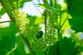 Close-up photo of a golden bronzovka sitting on grapes. Bronzovka beetle close up. Beetles pests on grapes