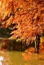 golden metasequoia tree leaves near a pond in autumn Royalty Free Stock Photo