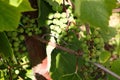 Close-up photo - grapes growing for making wine