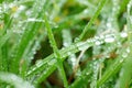 Close up photo of grass blades covered with large water droplets Royalty Free Stock Photo