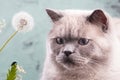 Close-up photo of a gray cat with blue eyes on a blurred background Royalty Free Stock Photo