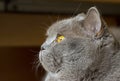 Close-up photo of a gray cat`s head with yellow eyes Royalty Free Stock Photo