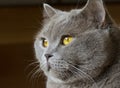 Close-up photo of a gray cat`s head with yellow eyes Royalty Free Stock Photo