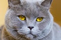 Close-up photo of a gray cat`s head with yellow eyes Royalty Free Stock Photo