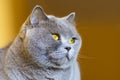 Close-up photo of a gray cat`s head with yellow eyes Royalty Free Stock Photo