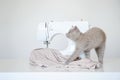 photo of a gray kitten playing near a white sewing machine Royalty Free Stock Photo