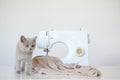 Photo of a gray kitten playing near a white sewing machine Royalty Free Stock Photo