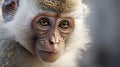 Close-up Portrait Of Monkey: Vray Tracing And Photo-realistic Digital Art