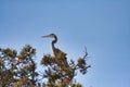 Close-up photo of a great blue heron in a tree.