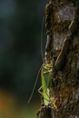 Close-up photo of the Great green bush-cricket sitting on tree trunk in magnificent lighting Royalty Free Stock Photo