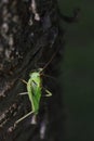 Close-up photo of the Great green bush-cricket sitting on tree trunk in magnificent lighting Royalty Free Stock Photo