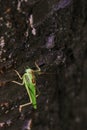 Close-up photo of the Great green bush-cricket sitting on tree trunk in magnificent lighting Royalty Free Stock Photo
