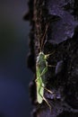 Close-up photo of the Great green bush-cricket sitting on tree trunk in magnificent lighting Royalty Free Stock Photo