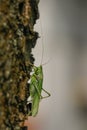 Close-up photo of the Great green bush-cricket Royalty Free Stock Photo