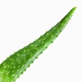 Close-up photo of green aloe vera