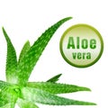 Close-up Photo Of Green Aloe Vera With Icon