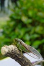 A close-up photo of a green cicada sitting on a tree branch Royalty Free Stock Photo