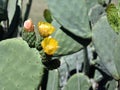 Close-up photo of green flowering cactus